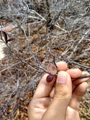Peltogyne pauciflora