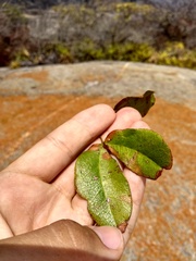 Peltogyne pauciflora