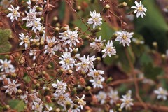 Jungia polita