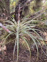 Tillandsia utriculata
