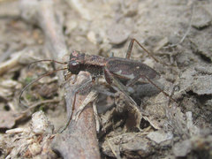 Parvindela cursitans