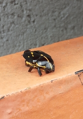 Rutela