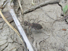 Parvindela cursitans