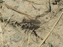 Parvindela cursitans