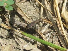 Parvindela cursitans