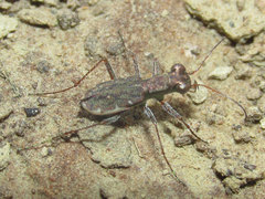 Parvindela cursitans