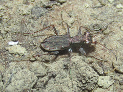 Parvindela cursitans