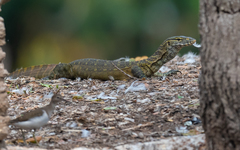 Varanus niloticus
