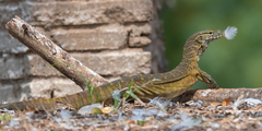 Varanus niloticus