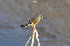 Chloris sinica