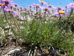Erigeron ursinus