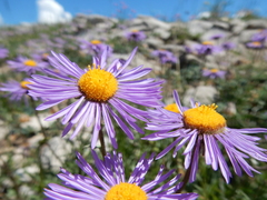 Erigeron ursinus