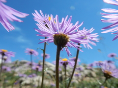 Erigeron ursinus