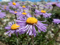 Erigeron ursinus