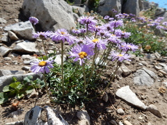 Erigeron ursinus