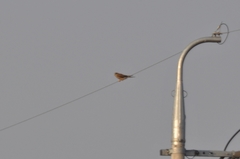Falco tinnunculus