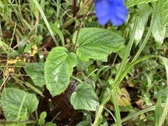 Salvia scutellarioides