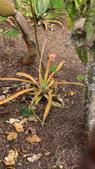 Ananas comosus