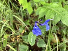 Salvia scutellarioides
