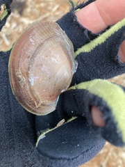 Atlanticoncha ochracea