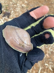 Atlanticoncha ochracea