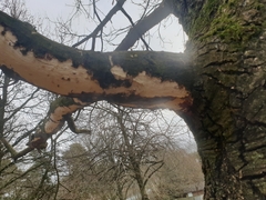 Vuilleminia comedens