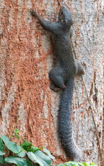 Heliosciurus rufobrachium