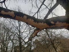 Vuilleminia comedens