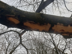 Vuilleminia comedens