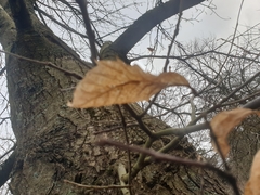 Vuilleminia comedens