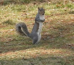 Sciurus carolinensis
