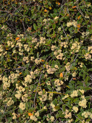 Pomaderris edgerleyi