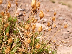 Penstemon pinifolius