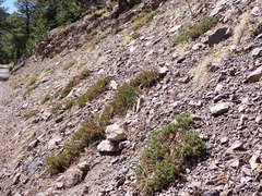 Penstemon pinifolius