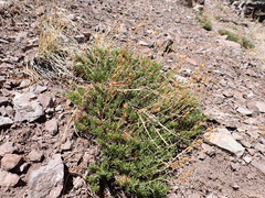 Penstemon pinifolius