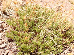 Penstemon pinifolius