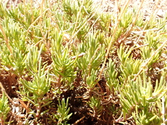 Penstemon pinifolius