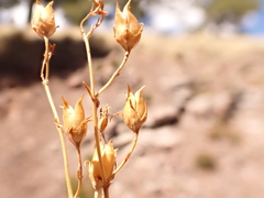 Penstemon pinifolius