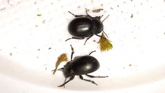 Platyscelis hypolithos