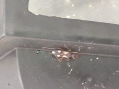 Migdilybs biguttatus