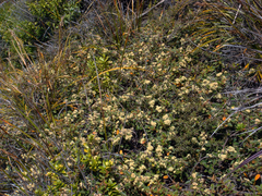 Pomaderris edgerleyi