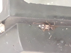 Migdilybs biguttatus