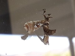 Leucinodes laisalis