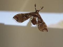 Leucinodes laisalis