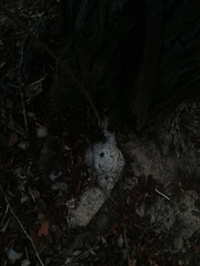 Ibervillea hypoleuca