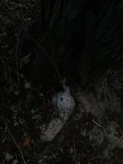 Ibervillea hypoleuca