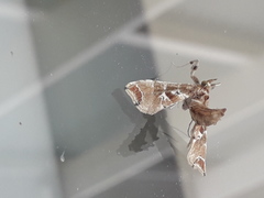 Leucinodes laisalis