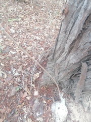 Ibervillea hypoleuca