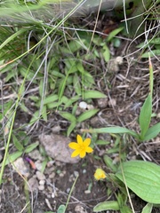 Hypoxis parvula parvula