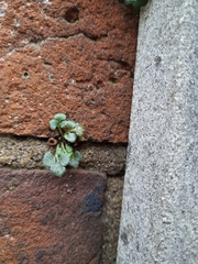 Asplenium ruta-muraria